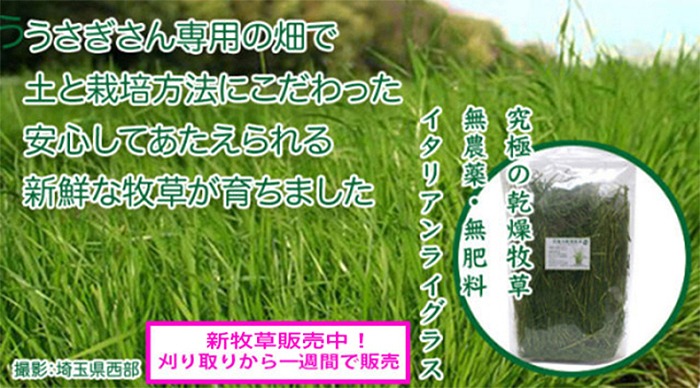 うさぎの根っこ付き牧草 無農薬・無肥料 イタリアンライグラス