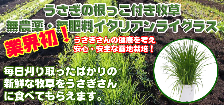うさぎの根っこ付き牧草 無農薬・無肥料 イタリアンライグラス