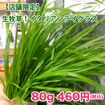 イタリアンライグラス260213