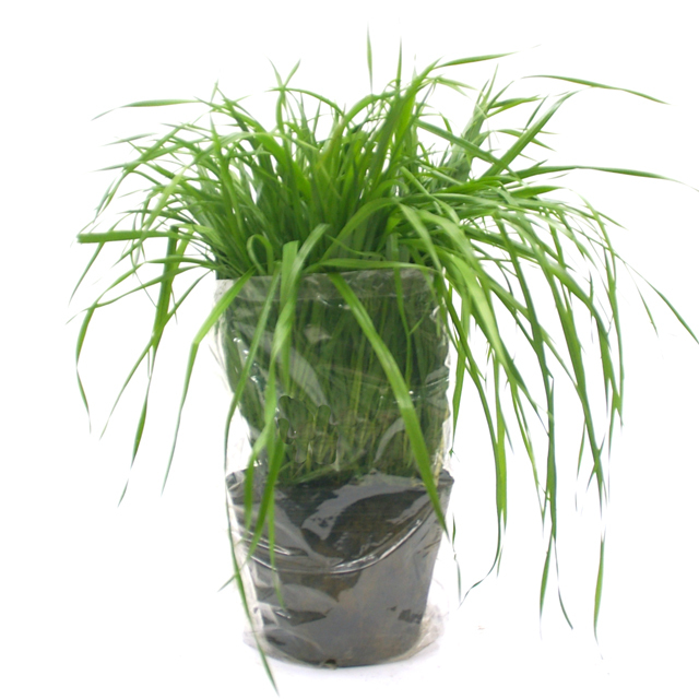 うさぎの根っこ付き生牧草 無農薬・無肥料 イタリアンライグラス［植木鉢付き］
