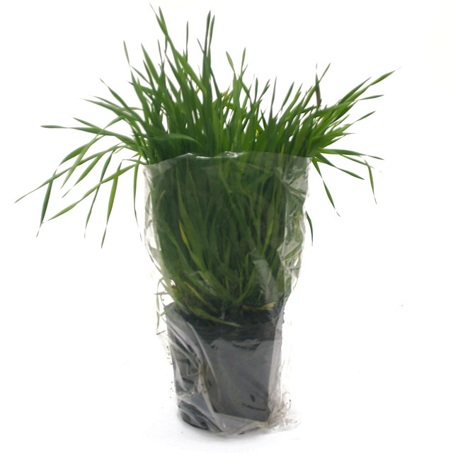 【期間限定】うさぎの根っこ付き生牧草 無農薬・無肥料 チモシー［ヤング］