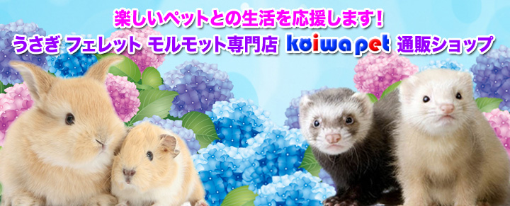 うさぎ・フェレット・モルモット専門店 小岩ペット