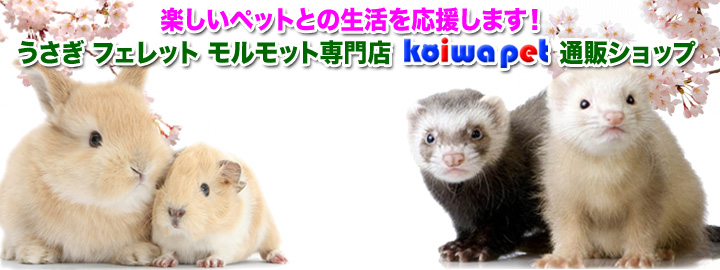 うさぎ・フェレット・モルモット専門店 小岩ペット