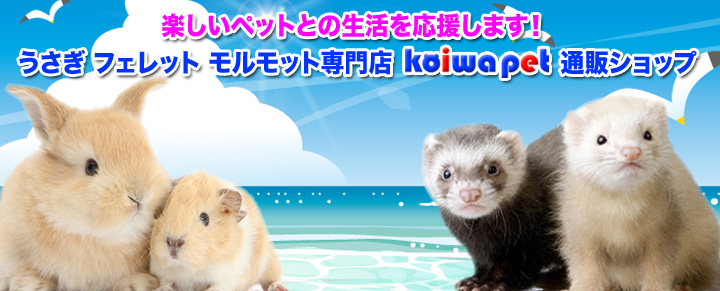 うさぎ・フェレット・モルモット専門店 小岩ペット
